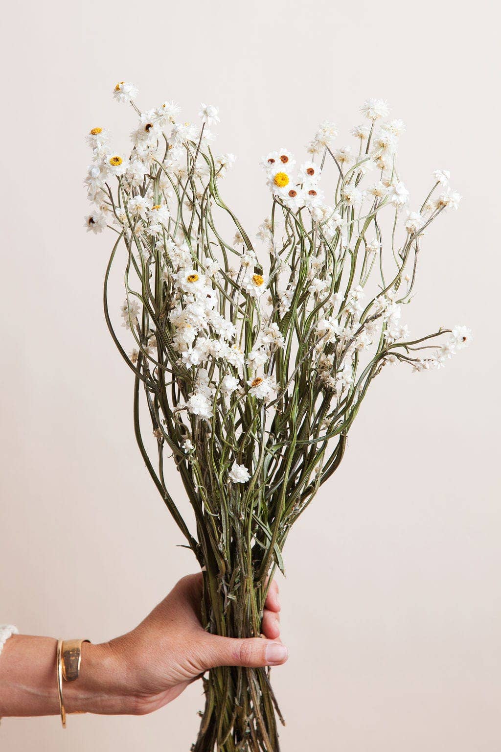 Dried Flowers, Ammobium Daisy, Idlewild Floral Co.