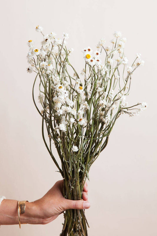 Dried Flowers, Ammobium Daisy, Idlewild Floral Co.