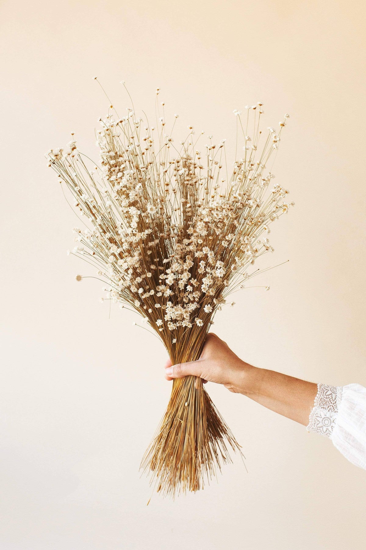 Dried Flowers, White Star, Idlewild Floral Co.