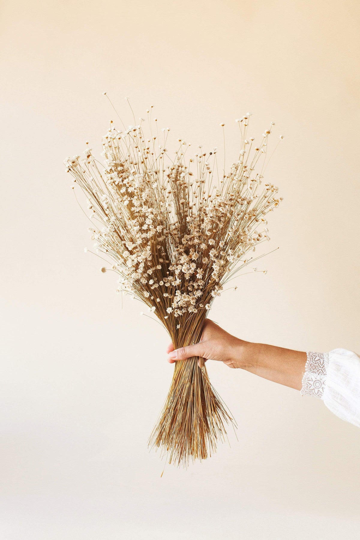 Dried Flowers, White Star, Idlewild Floral Co.