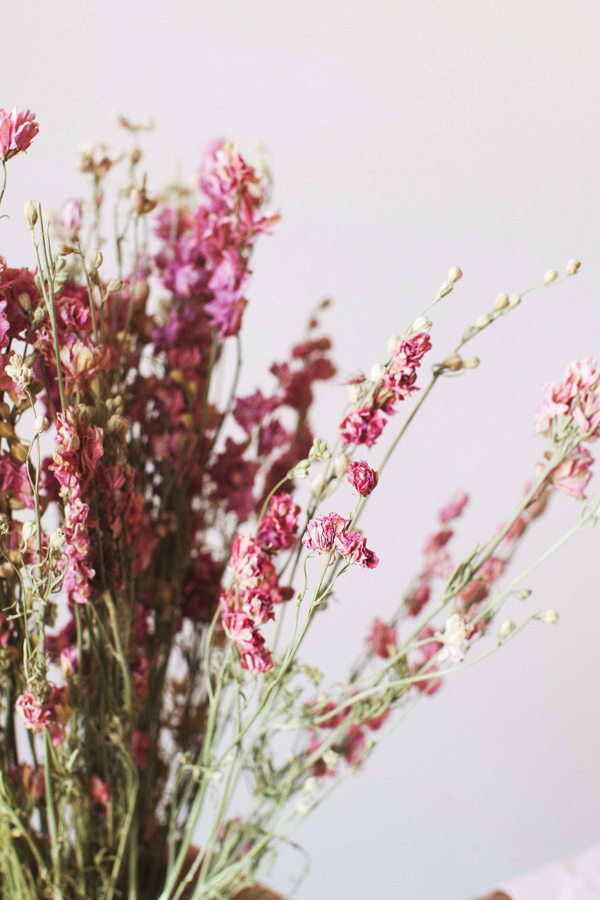 Dried Flowers, Pink Larkspur, Idlewild Floral Co.