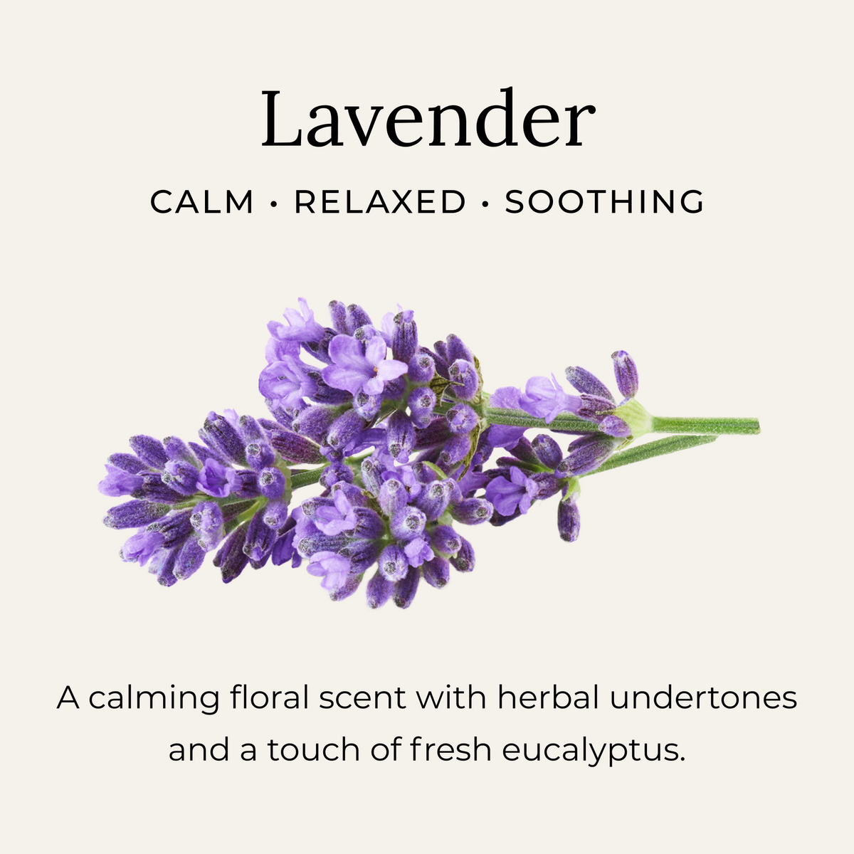 Lavender scent notes