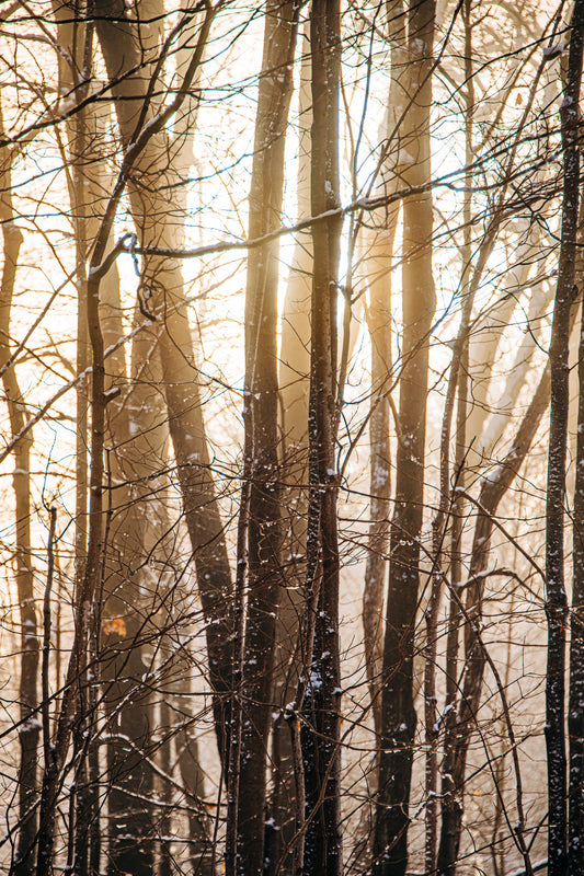 Winter Light