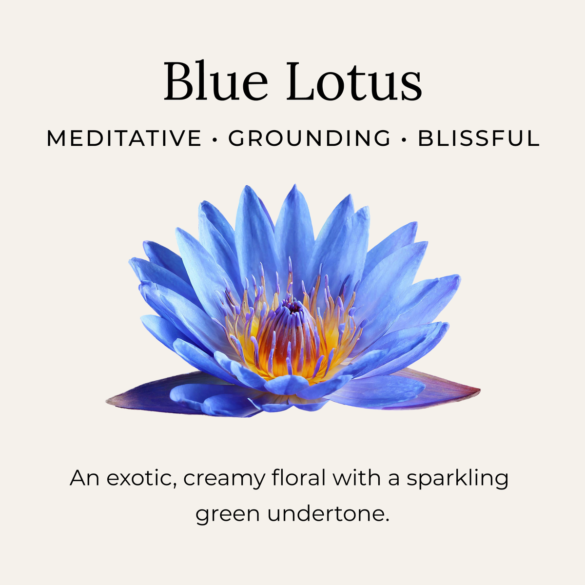 Deodorant Cream, Blue Lotus, Little Seed Farm