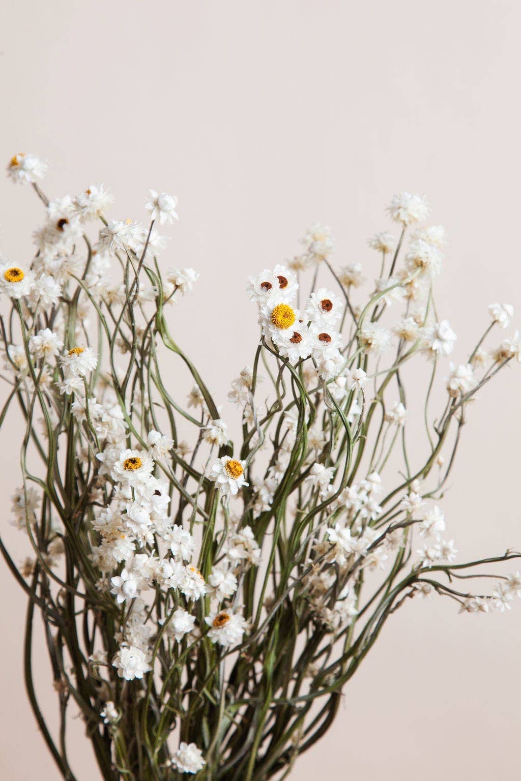 Dried Flowers, Ammobium Daisy, Idlewild Floral Co.